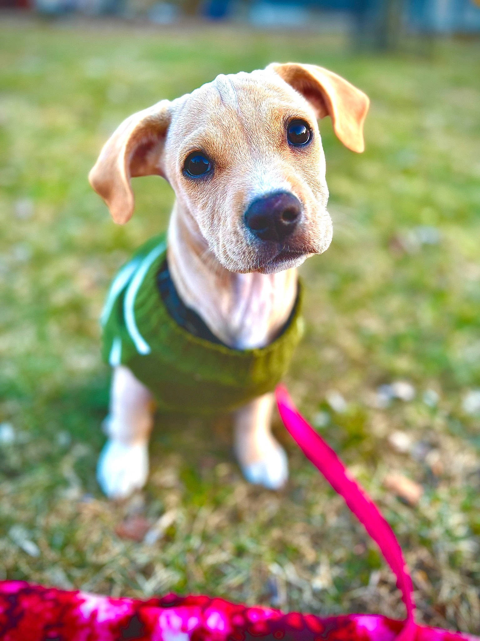 Ollie is registered to the contest to win money with this photo: canidae, carnivore, collar, companion_dog, dog, dog_breed, dog_clothes, dog_collar, fawn, grass, groundcover, happy, people_in_nature, pet_supply, snout, soil, sporting_group, toy, whiskers, working_animal