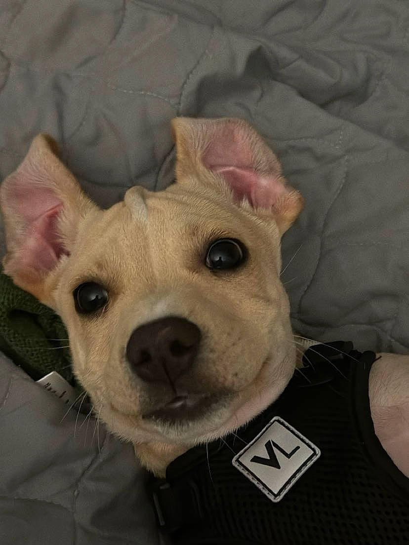 Ollie is registered to the contest to win money with this photo: canidae, carnivore, collar, comfort, companion_dog, dog, dog_breed, dog_supply, ear, eye, fawn, fur, jaw, non_sporting_group, snout, sporting_group, suidae, terrestrial_animal, whiskers, working_animal