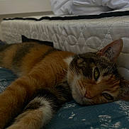 Scarlett a rejoint le concours — aidez-le/la à gagner de superbes lots ! abyssinian, adult, animal, bed, bedroom, blanket, cat, couch, cushion, furniture, homedecor, indoors, kitten, male, man, manx, person, pet, room, sleeping