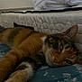 abyssinian, adult, animal, bed, bedroom, blanket, cat, couch, cushion, furniture, homedecor, indoors, kitten, male, man, manx, person, pet, room, sleeping
