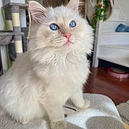 Lucky a rejoint le concours — aidez-le/la à gagner de superbes lots ! cat, fluffy, blue_eyes, indoor, pet, feline, home, cozy, curious, soft_light, carpet, cat_tree, stairs, plant, wood_floor, animal, cute, whiskers, pink_nose, sitting