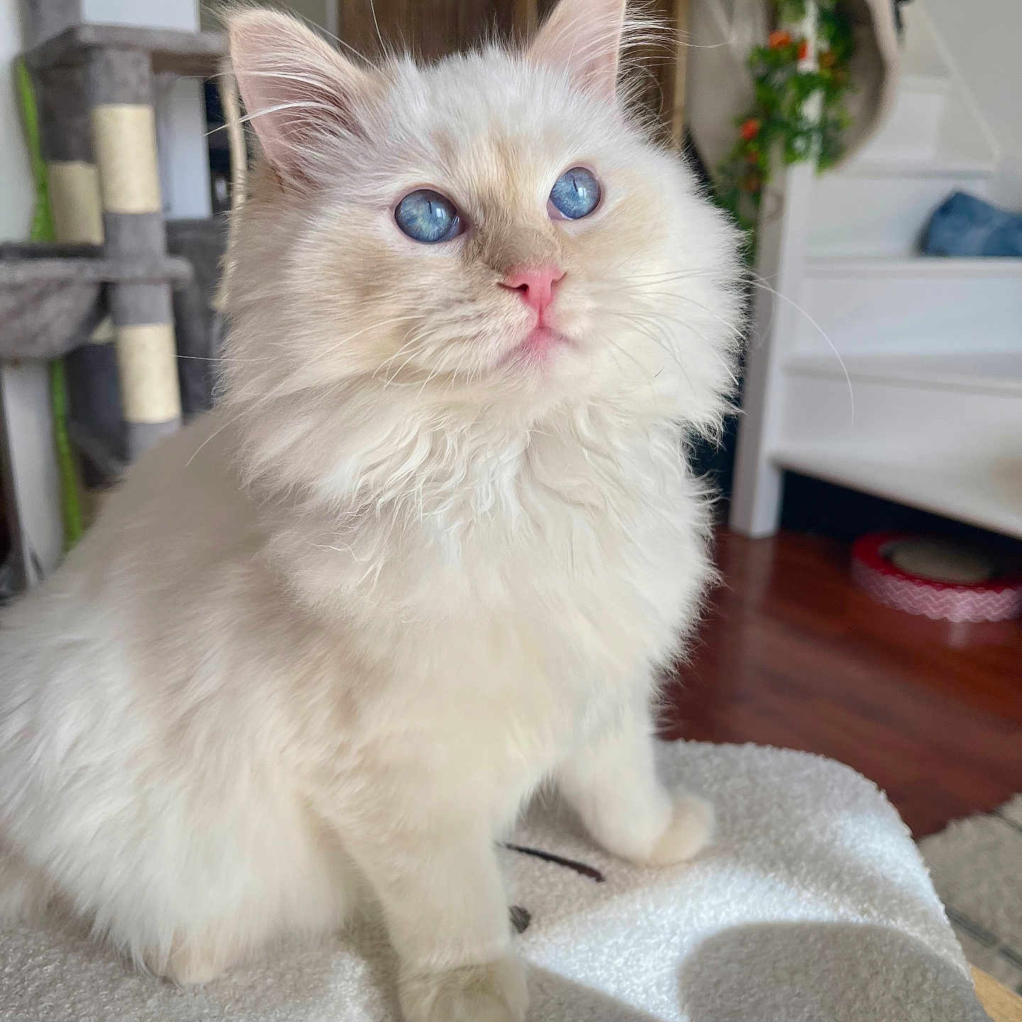 Lucky a rejoint le concours — aidez-le/la à gagner de superbes lots ! cat, fluffy, blue_eyes, indoor, pet, feline, home, cozy, curious, soft_light, carpet, cat_tree, stairs, plant, wood_floor, animal, cute, whiskers, pink_nose, sitting