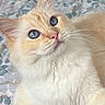 Lucky a rejoint le concours — aidez-le/la à gagner de superbes lots ! adorable, animal, bedspread, blue_eyes, cat, close_up, cream_color, curious, cute, domestic_cat, face, feline, floral_pattern, fluffy, indoor, lying_down, pet, relaxed, soft_fur, whiskers