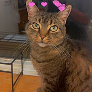 Precious is registered to the contest to win money with this photo: animal, cat, closeup, cute, domestic_cat, furniture, green_eyes, heart_shapes, indoor, kitchen, mammal, person, pet, portrait, reflection, sitting, striped_fur, tabby_cat, whiskers, wooden_floor