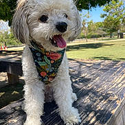 Wally joined the competition — help win amazing prizes! dog, white_dog, fluffy, bandana, outdoor, park, picnic_table, sunny, greenery, trees, happy, tongue_out, pet, canine, nature, daylight, leash, closeup, animal, playful