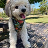 dog, white_dog, fluffy, bandana, outdoor, park, picnic_table, sunny, greenery, trees, happy, tongue_out, pet, canine, nature, daylight, leash, closeup, animal, playful