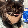 Stache joined the competition — help win amazing prizes! animal, black_and_white, blanket, cat, close_up, cozy, cute, domestic, feline, fur, indoor, lying_down, paw, pet, soft, texture, tongue_out, tuxedo_cat, whiskers, yellow_eyes