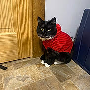 Stache is registered to the contest to win money with this photo: cat, black_and_white_cat, red_sweater, knitted_sweater, indoor, tiled_floor, wooden_door, curious, pet, animal, feline, cozy, sitting, yellow_eyes, whiskers, black_fur, white_paws, domestic_cat, cute, household