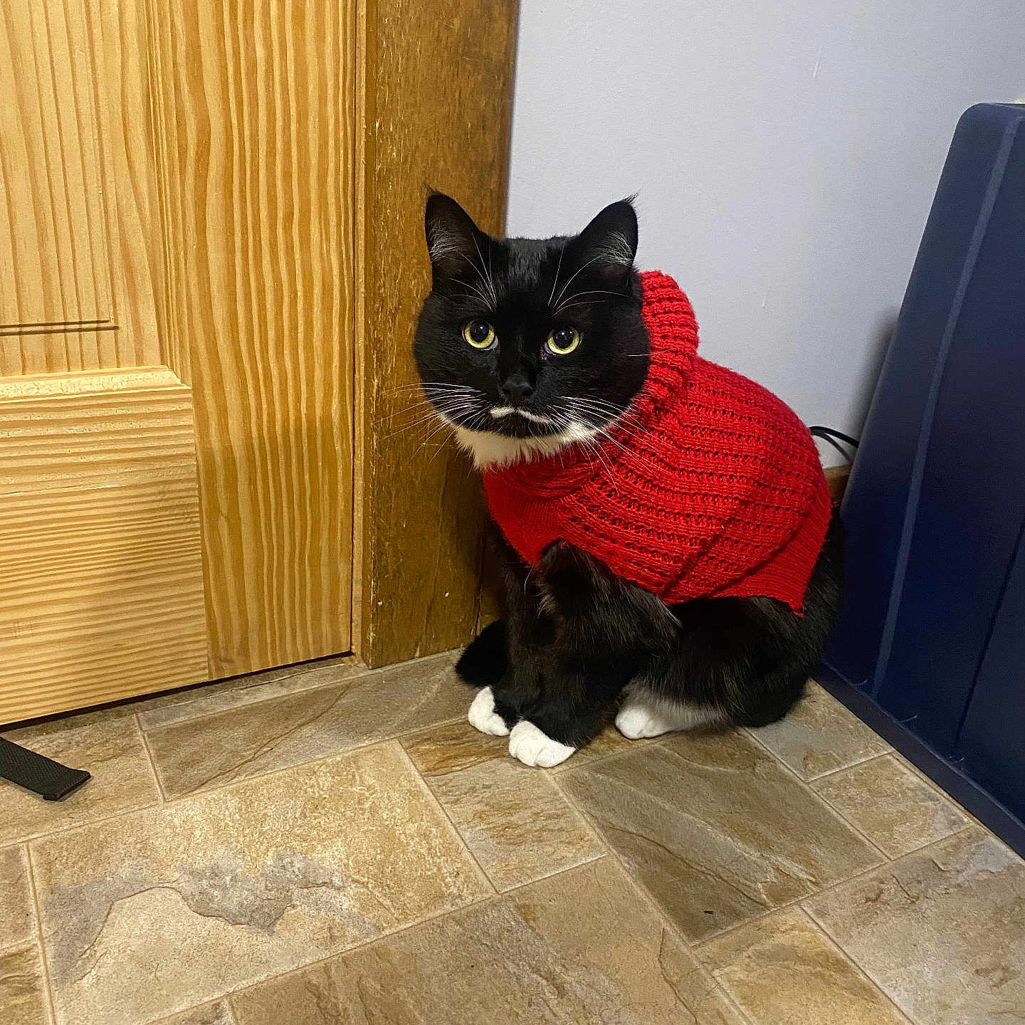 Stache is registered to the contest to win money with this photo: animal, black_and_white_cat, black_fur, cat, cozy, curious, cute, domestic_cat, feline, household, indoor, knitted_sweater, pet, red_sweater, sitting, tiled_floor, whiskers, white_paws, wooden_door, yellow_eyes