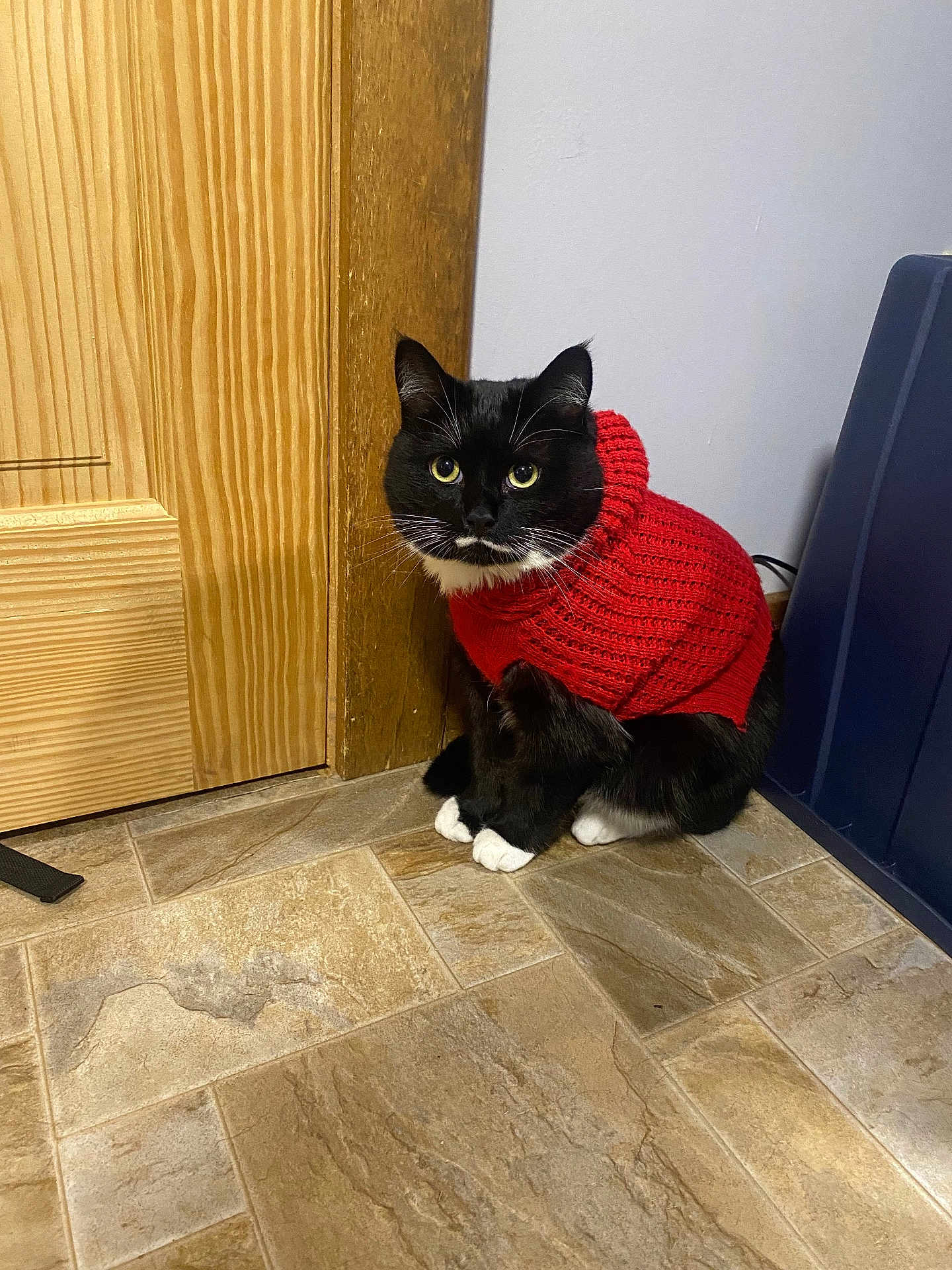 Stache is registered to the contest to win money with this photo: cat, black_and_white_cat, red_sweater, knitted_sweater, indoor, tiled_floor, wooden_door, curious, pet, animal, feline, cozy, sitting, yellow_eyes, whiskers, black_fur, white_paws, domestic_cat, cute, household