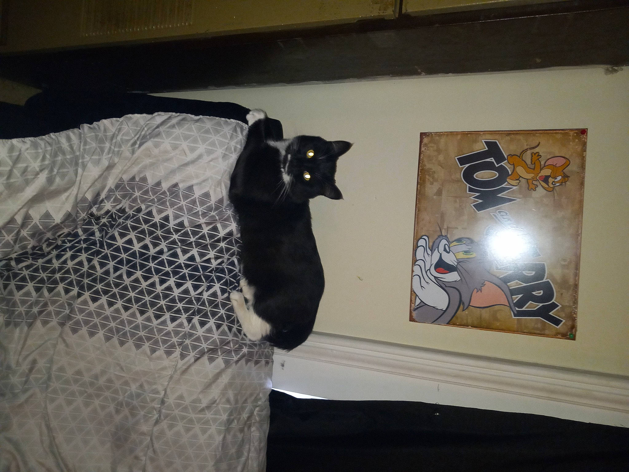 Stash joined the competition — help win amazing prizes! art, bedding, black_cat, cat, comfort, felidae, flooring, font, fur, linens, pattern, room, shadow, sleeve, small_to_medium_sized_cats, tail, tints_and_shades, visual_arts, whiskers, wood