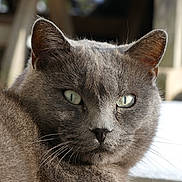 Smoky participe au concours pour gagner de l'argent avec cette photo : cat, gray_cat, close_up, pet, animal, feline, fur, whiskers, eyes, portrait, indoor, relaxed, mammal, cute, domestic_animal, looking, face, head, soft_light, resting