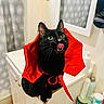 animal, bathroom, black_cat, cabinet, cat, costume, curious_eyes, cute, feline, holiday, household, indoor, licking_lips, pet, playful, portrait, red_collar, shower_curtain, toiletries, vampire_costume