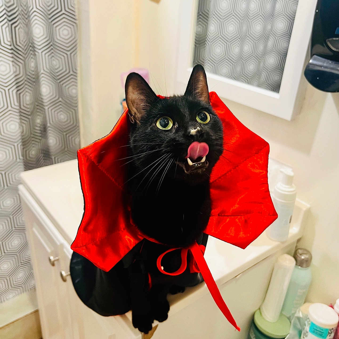 Shikamaru joined the competition — help win amazing prizes! animal, bathroom, black_cat, cabinet, cat, costume, curious_eyes, cute, feline, holiday, household, indoor, licking_lips, pet, playful, portrait, red_collar, shower_curtain, toiletries, vampire_costume