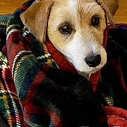 Benjamin is registered to the contest to win money with this photo: dog, blanket, plaid, cozy, brown, white, pet, indoor, floor, cute, snuggled, fur, canine, looking_up, animal, wrapped, portrait, ears, nose, comfort
