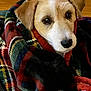 dog, blanket, plaid, cozy, brown, white, pet, indoor, floor, cute, snuggled, fur, canine, looking_up, animal, wrapped, portrait, ears, nose, comfort