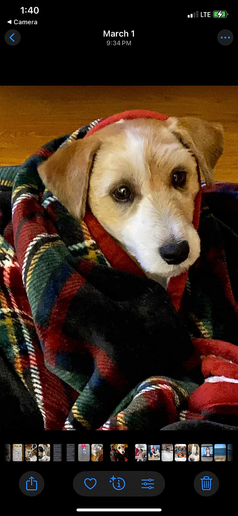 Benjamin is registered to the contest to win money with this photo: dog, blanket, plaid, cozy, brown, white, pet, indoor, floor, cute, snuggled, fur, canine, looking_up, animal, wrapped, portrait, ears, nose, comfort