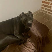 Uska participe au concours pour gagner de l'argent avec cette photo : bed, blanket, brick_wall, brown_eyes, canine, cozy, dog, domestic, ears, gray_coat, home, indoor, large_dog, looking_at_camera, muzzle, paw, pet, portrait, resting, tile_floor