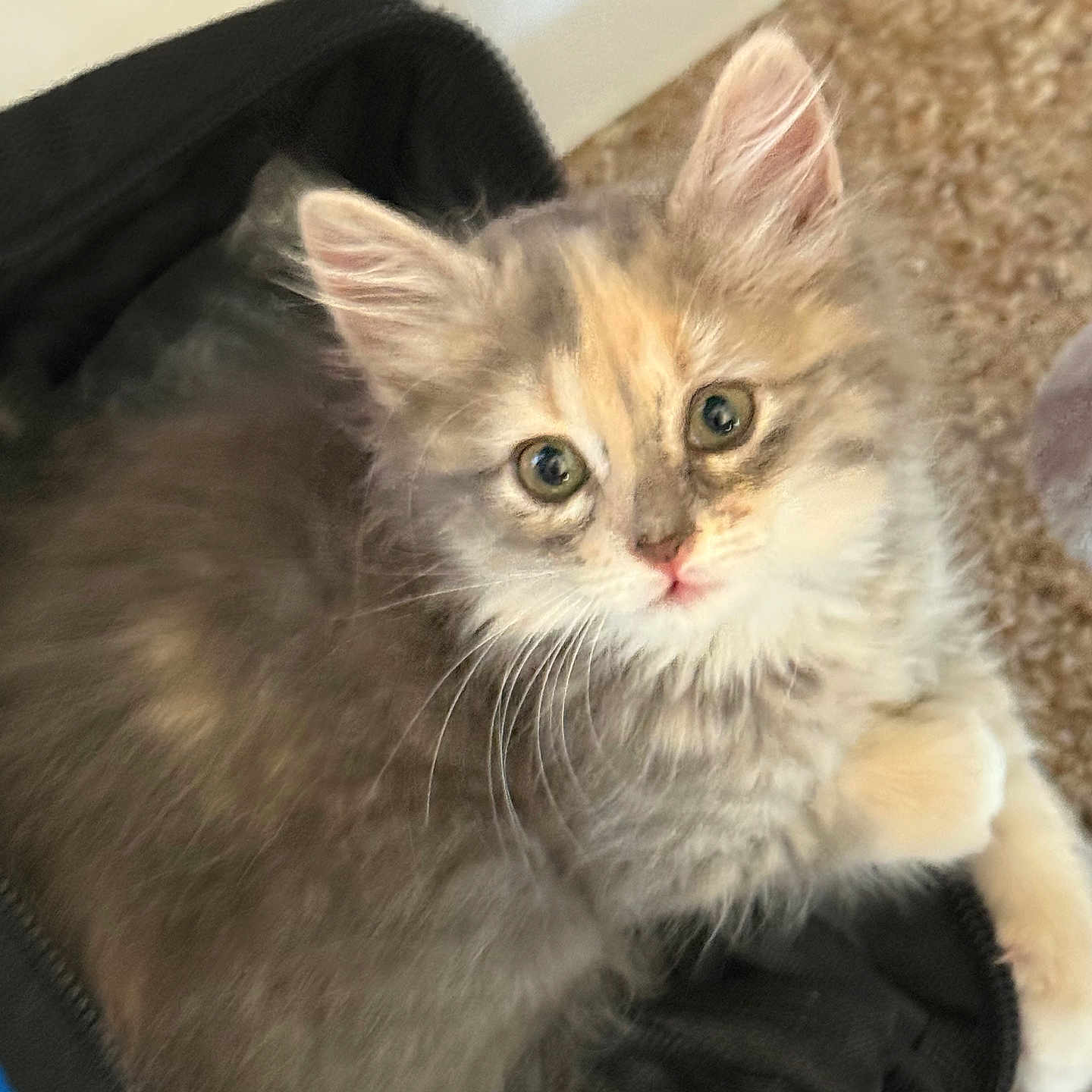 Khaleesi is registered to the contest to win money with this photo: animal, black_fabric, carpet, cat, closeup, cozy, curious, cute, domestic_cat, ears, eyes, feline, fluffy, fur, indoor, kitten, pet, resting, whiskers, young