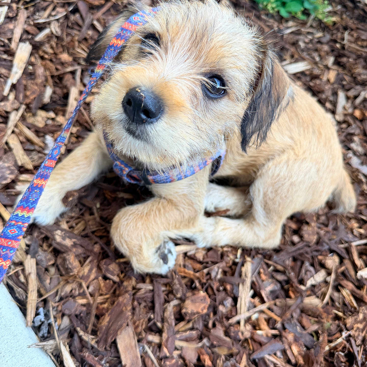 Wyston joined the competition — help win amazing prizes! adorable, animal, brown_fur, canine, closeup, cute, dog, fur, leash, looking_up, nature, outdoor, pet, pet_accessory, playful, puppy, sitting, small_dog, wood_chips, young_dog