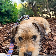 Wyston joined the competition — help win amazing prizes! animal, canine, close_up, curious, cute, daylight, dog, eyes, fur, greenery, leash, nature, nose, outdoor, pet, portrait, resting, scruffy, wood_chips, young_dog