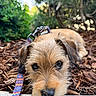 animal, canine, close_up, curious, cute, daylight, dog, eyes, fur, greenery, leash, nature, nose, outdoor, pet, portrait, resting, scruffy, wood_chips, young_dog