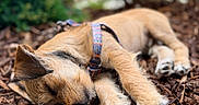 Wyston joined the competition — help win amazing prizes! animal, blurred_background, canine, close_up, cute, daytime, dog, fur, harness, leash, nature, outdoor, peaceful, pet, puppy, relaxation, resting, sleeping, small_dog, wood_chips