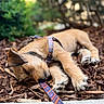 animal, blurred_background, canine, close_up, cute, daytime, dog, fur, harness, leash, nature, outdoor, peaceful, pet, puppy, relaxation, resting, sleeping, small_dog, wood_chips