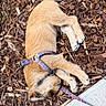 Wyston joined the competition — help win amazing prizes! animal, brown, closeup, cute, daylight, dog, fur, ground, harness, leash, nature, outdoor, pets, puppy, relaxing, resting, sidewalk, sleeping, small_dog, wood_chips