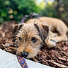 Wyston is registered to the contest to win money with this photo: animal, background_blur, brown_fur, close_up, colorful_leash, cute, dog, ears, leash, mulch, nature, nose, outdoor, peaceful, pet, puppy, resting, shallow_depth_of_field, sleepy, young_dog