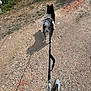 dog, leash, person, shoes, gravel, outdoor, grass, woodpile, animal, walking, nature, summer, path, shadow, black_dog, casual_clothing, sunlight, rural, footwear, adventure