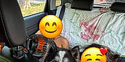 Vicky participe au concours pour gagner de l'argent avec cette photo : animal, backseat, blanket, blue_eyes, car_interior, daylight, dog, emoji_faces, fan, fluffy, happy_pet, husky, people, pet, road, seatbelt, tongue_out, travel, tree_outside, window