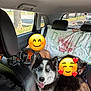 dog, husky, car_interior, backseat, blue_eyes, fluffy, pet, animal, people, emoji_faces, seatbelt, blanket, fan, window, daylight, tree_outside, road, happy_pet, tongue_out, travel