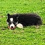 puppy, dog, grass, outdoor, black_and_white, blue_eyes, animal, pet, lying_down, cute, young, nature, playful, fur, canine, field, chewing, adorable, resting, small