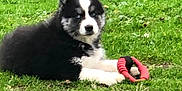 Vicky a rejoint le concours — aidez-le/la à gagner de superbes lots ! puppy, dog, grass, toy, black_and_white, outdoor, animal, pet, playful, young, cute, nature, lying_down, fur, mammal, grass_field, daylight, looking, paw, canine