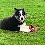 puppy, dog, grass, toy, black_and_white, outdoor, animal, pet, playful, young, cute, nature, lying_down, fur, mammal, grass_field, daylight, looking, paw, canine