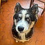 dog, puppy, husky, blue_eyes, indoor, floor_tiles, hexagonal_tiles, brown_tiles, fur, pet, animal, cute, looking_up, ears, whiskers, nose, wooden_chair, close_up, adorable, domestic
