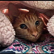 Ruby joined the competition — help win amazing prizes! cat, feline, pet, animal, face, eyes, whiskers, fur, brown_fur, sleeping, cozy, blanket, bedding, indoors, close_up, portrait, curious, peeking, patterned_fabric, cuddly