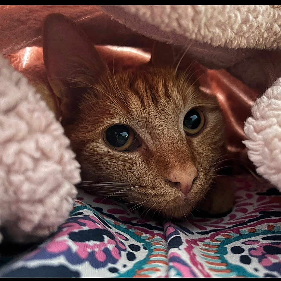 Ruby joined the competition — help win amazing prizes! cat, feline, pet, animal, face, eyes, whiskers, fur, brown_fur, sleeping, cozy, blanket, bedding, indoors, close_up, portrait, curious, peeking, patterned_fabric, cuddly
