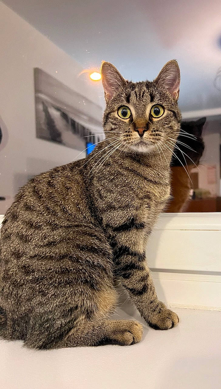 Kitty a rejoint le concours — aidez-le/la à gagner de superbes lots ! carnivore, cat, domestic_short_haired_cat, felidae, fur, paw, picture_frame, sitting, small_to_medium_sized_cats, snout, terrestrial_animal, whiskers, wildlife, window