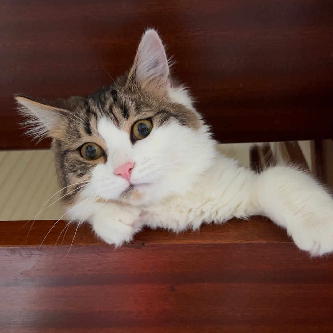 Oni a rejoint le concours — aidez-le/la à gagner de superbes lots ! abyssinian, animal, cat, handrail, hardwood, indoors, interiordesign, kitten, manx, pet, plywood, stainedwood, wood