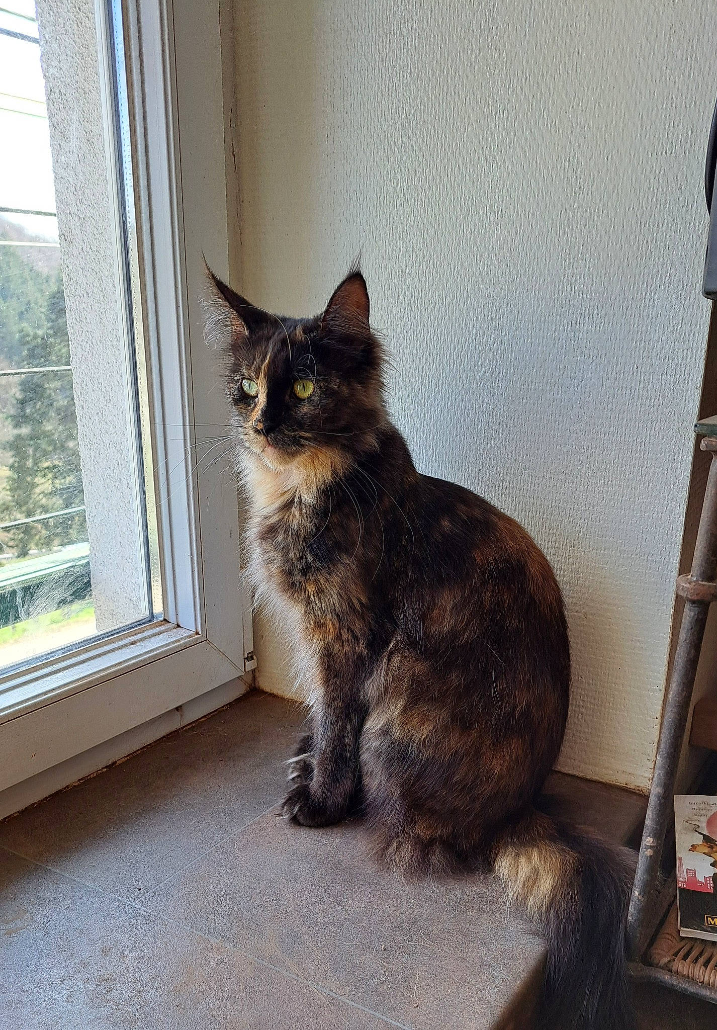 Shyloh participe au concours pour gagner de l'argent avec cette photo : bookcase, carnivore, cat, claw, domestic_short_haired_cat, fawn, felidae, flooring, fur, ladder, paw, plant, shelf, sitting, small_to_medium_sized_cats, snout, tail, whiskers, window, wood