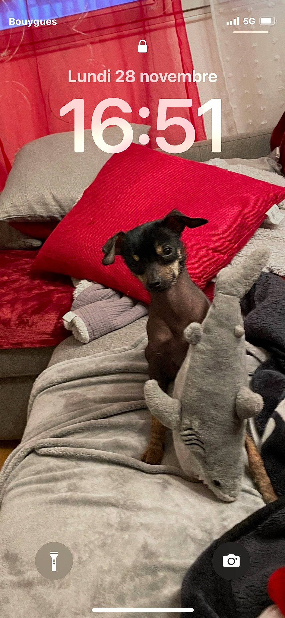 Banzai participe au concours pour gagner de l'argent avec cette photo : carnivore, cat, comfort, companion_dog, couch, dog, dog_breed, fawn, felidae, fur, grey, linens, magenta, pillow, room, small_to_medium_sized_cats, tail, textile, toy_dog, working_animal