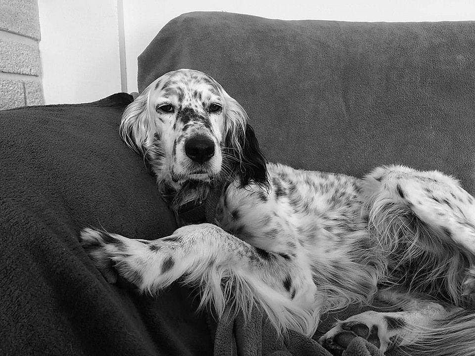 Gary participe au concours pour gagner de l'argent avec cette photo : black_and_white, bored, canidae, carnivore, comfort, companion_dog, couch, dog, dog_breed, fur, grey, monochrome, monochrome_photography, snout, sporting_group, stock_photography, style, terrestrial_animal, whiskers, working_animal