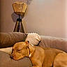 Hadès a rejoint le concours — aidez-le/la à gagner de superbes lots ! blanket, brown_dog, calm, carpet, couch, cozy, dog, furniture, home_interior, indoor, lamp, living_room, pet, pillow, relaxing, resting, sleeping, soft_lighting, tripod_lamp, white_paw