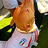 dog, pet, animal, italy_jersey, soccer, sportswear, grass, outdoor, sunlight, canine, shirt, person, shorts, chair, cushion, paw, summer, green, casual, relaxed