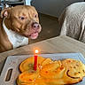 Hadès a rejoint le concours — aidez-le/la à gagner de superbes lots ! animal, birthday, blanket, brown_dog, cake, candle, celebration, chair, curious, cutting_board, dog, floor, food, furniture, home, indoor, light, pet, table, tile_floor