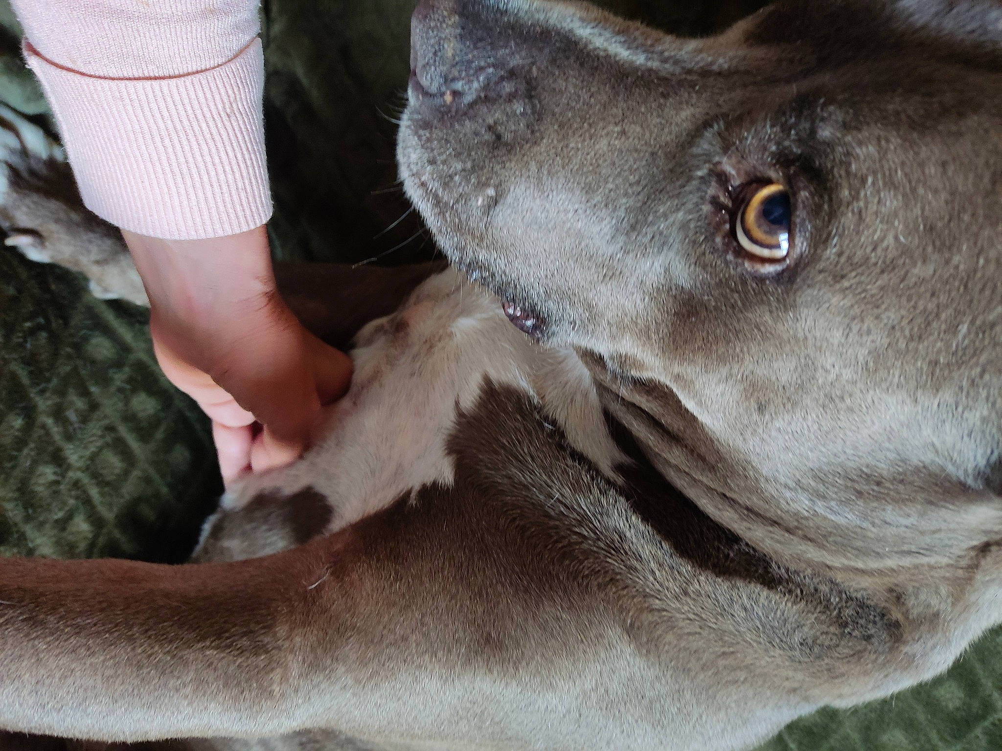 Largo a rejoint le concours — aidez-le/la à gagner de superbes lots ! canidae, carnivore, collar, companion_dog, dog, dog_breed, fawn, foot, fur, grass, human_leg, jaw, liver, snout, sock, soil, sporting_group, terrestrial_animal, whiskers, working_animal