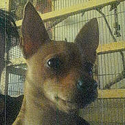 Poppy a rejoint le concours — aidez-le/la à gagner de superbes lots ! abyssinian, animal, bookcase, canine, cat, chihuahua, den, dog, doghouse, face, furniture, head, indoors, kennel, person, pet, puppy, shelf, siamese