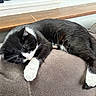Arlo is registered to the contest to win money with this photo: cat, tuxedo_cat, sleeping, pet, animal, black_and_white, white_paws, whiskers, fur, indoors, cushion, chair, window, wood, sunlight, relaxed, nap, resting, close_up, cozy